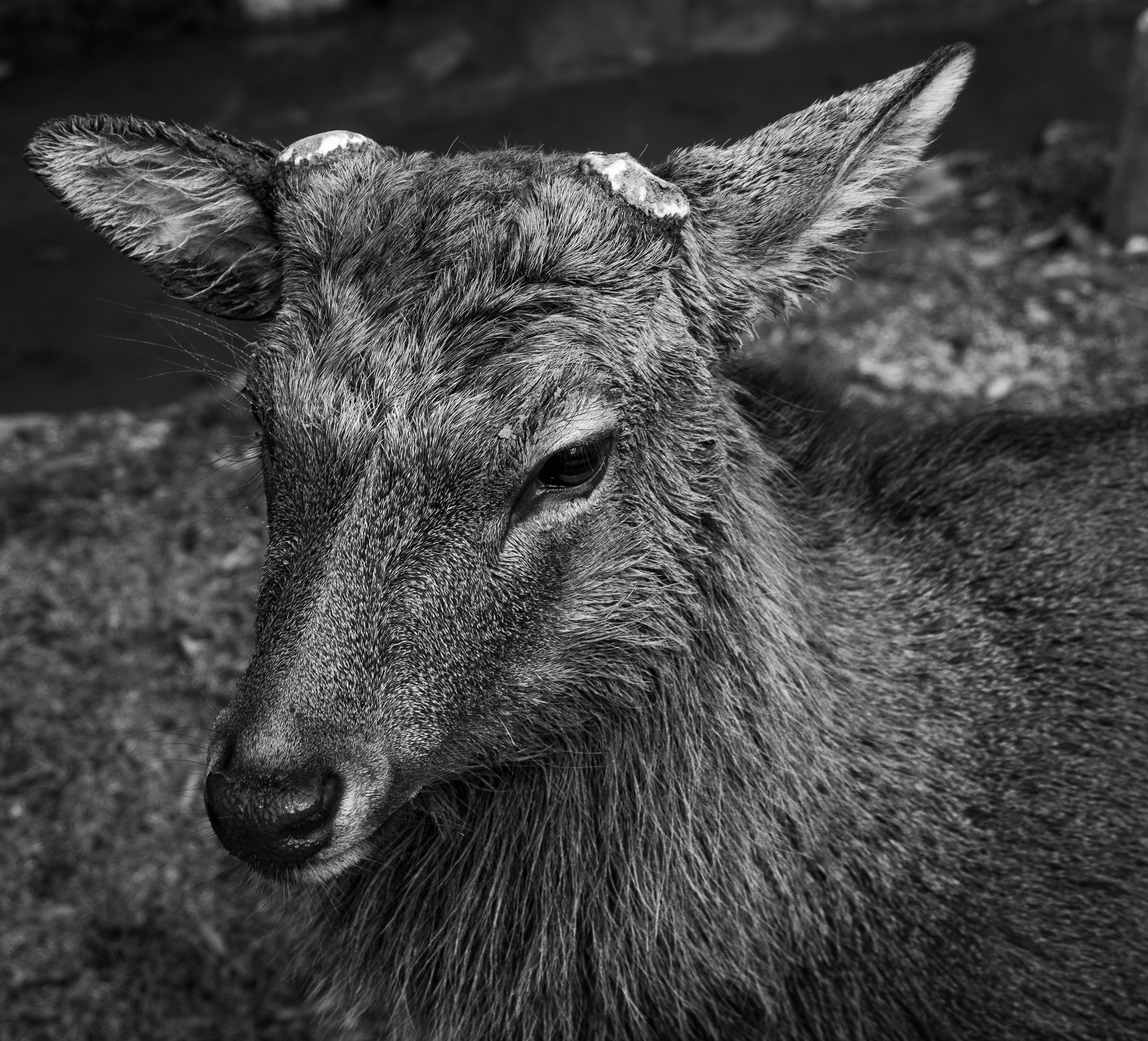 Mr Deer